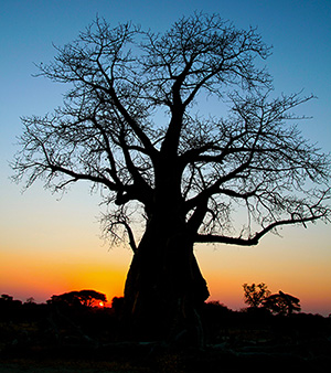 Baobab Bob - Poem by Michael Shepard